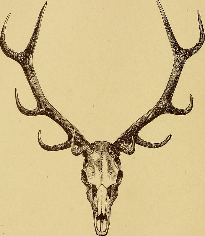 antler tattoos for men 0054