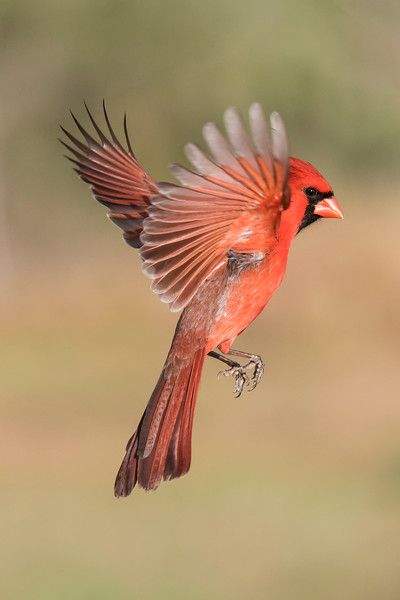 cardinal tattoos for men 0022