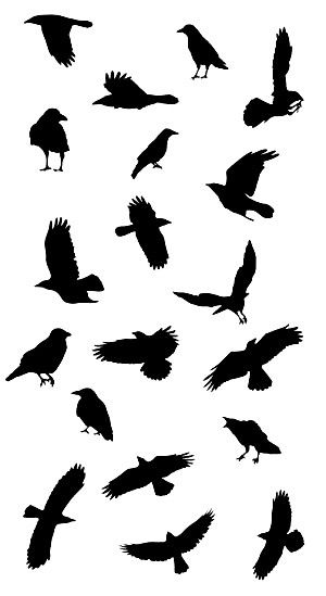 crow tattoos for men 0083