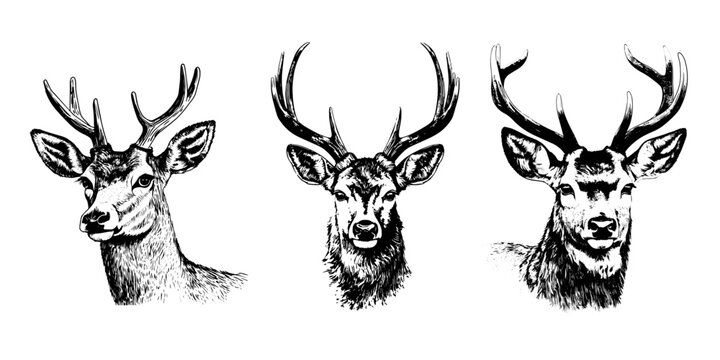 deer tattoos for men designs