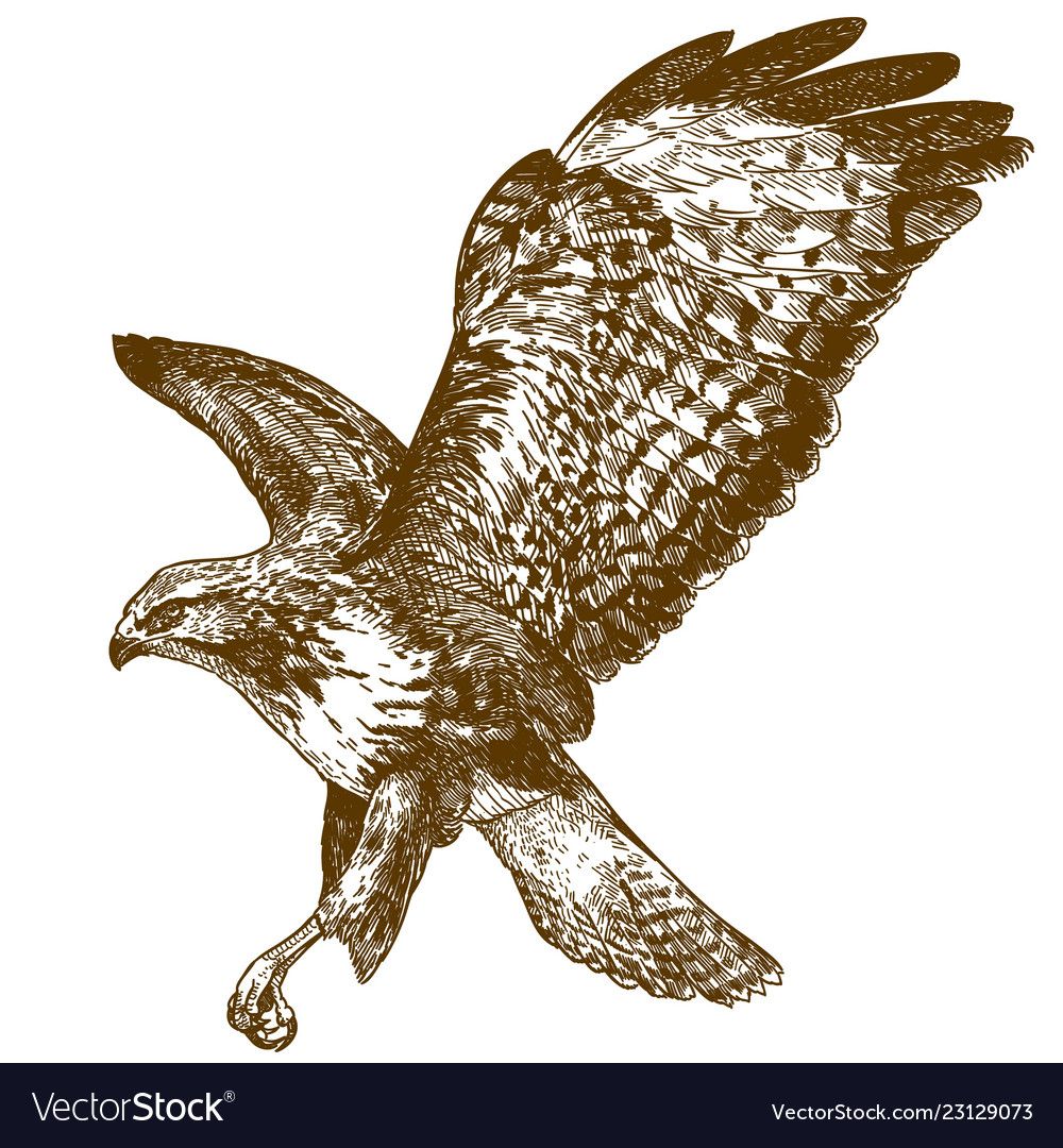 hawk tattoos for men 0089