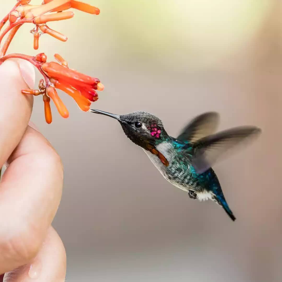 hummingbird tattoos for men 0057