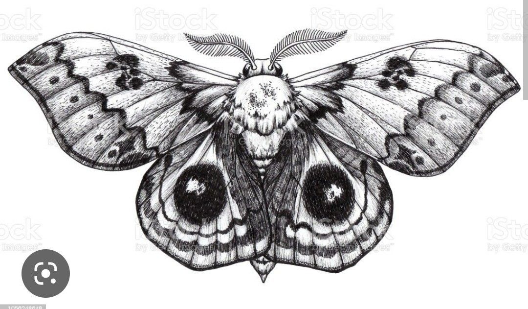 moth tattoos for men 0020