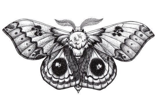 moth tattoos for men 0048