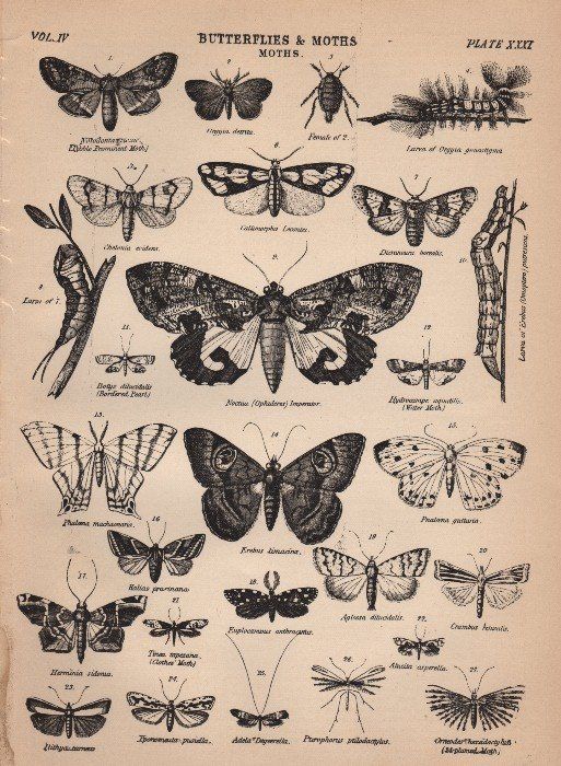 moth tattoos for men 0086