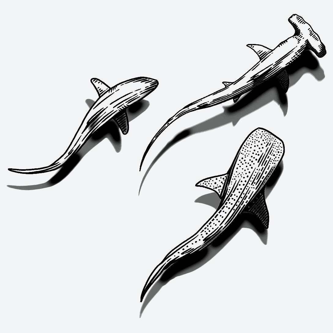 shark tattoos for men 0019