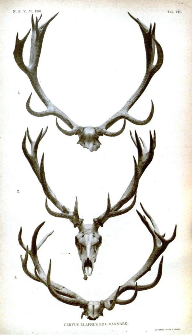 small antler tattoos for men